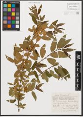 Foto von Salix triandra L.